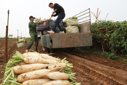 Hướng dẫn chi tiết cách trồng củ cải trắng đơn giản