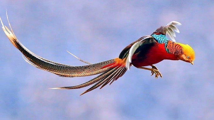 Chim trĩ đỏ khoang cổ giống-Trang Trại Vườn Chim Việt