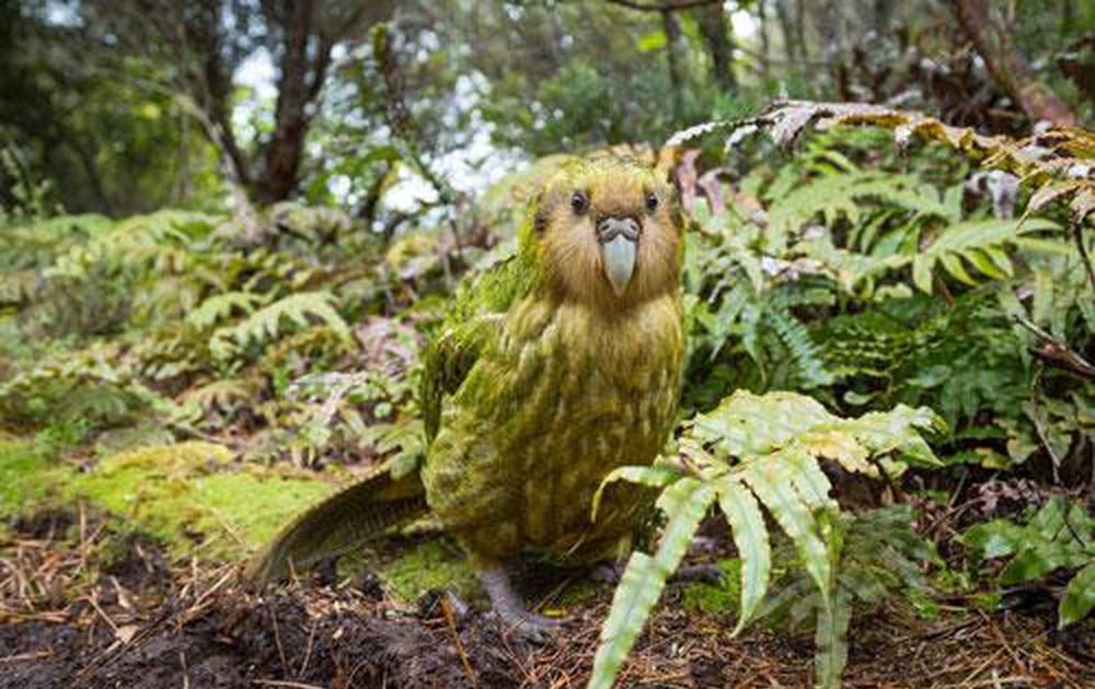 Vẹt “Rio” đã tuyệt chủng ngoài tự nhiên