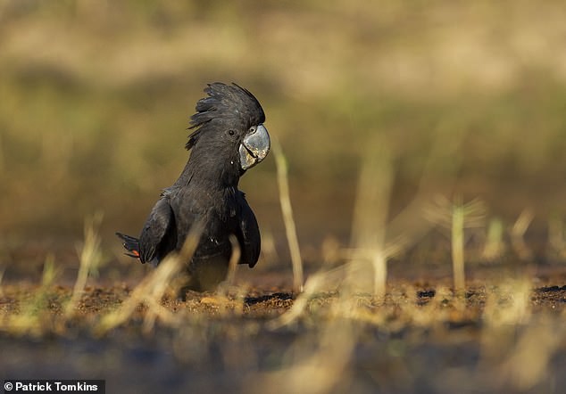 Vẹt “Rio” đã tuyệt chủng ngoài tự nhiên