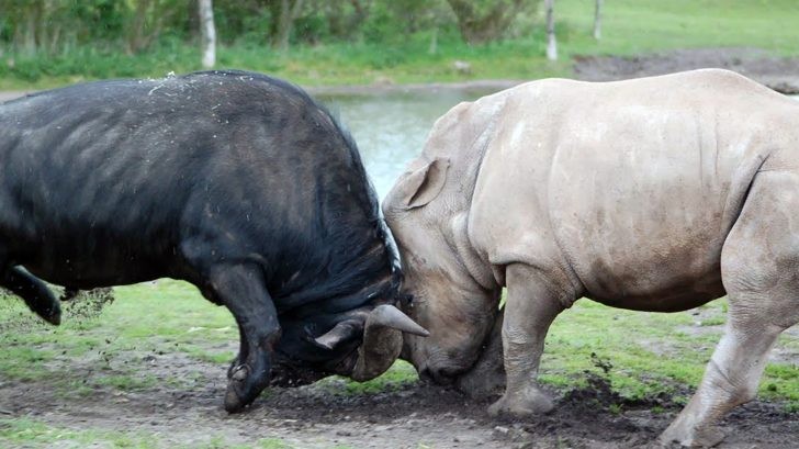 Trận chiến cực căng giữa trâu rừng ʋới tê giác |  Tin nhanh chứng khoán