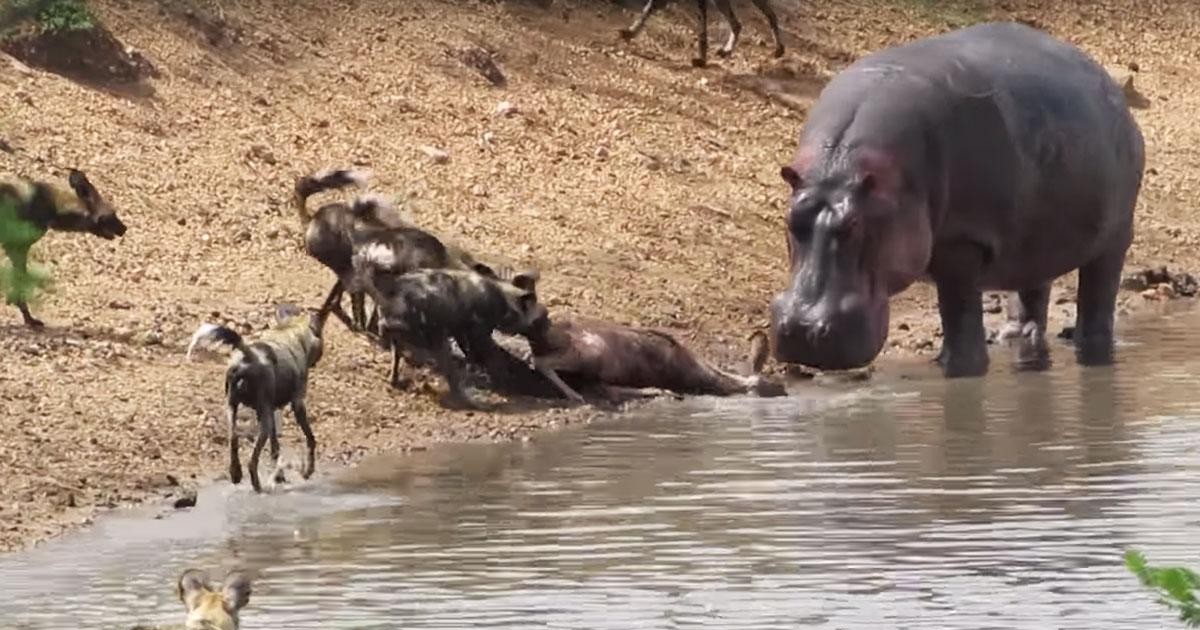 Close-up of the fierce confrontation between the hippo and the wild dogs