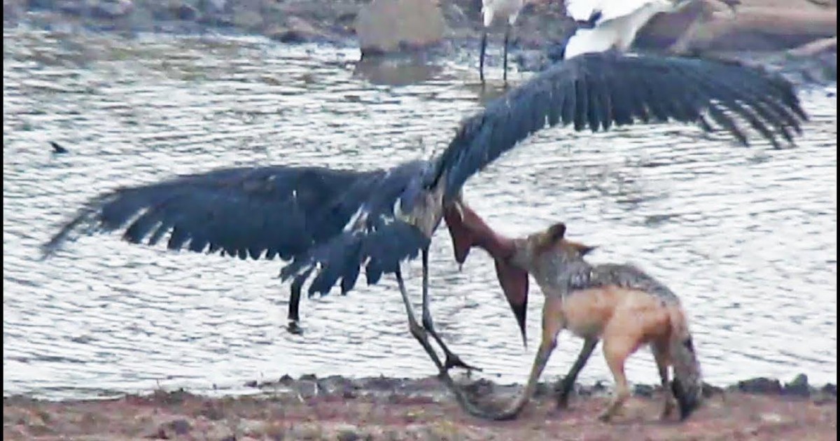 Cuộc chiến sinh tồn khốc liệt giữa chó rừng và cò marabou khổng lồ | Tin nhanh chứng khoán