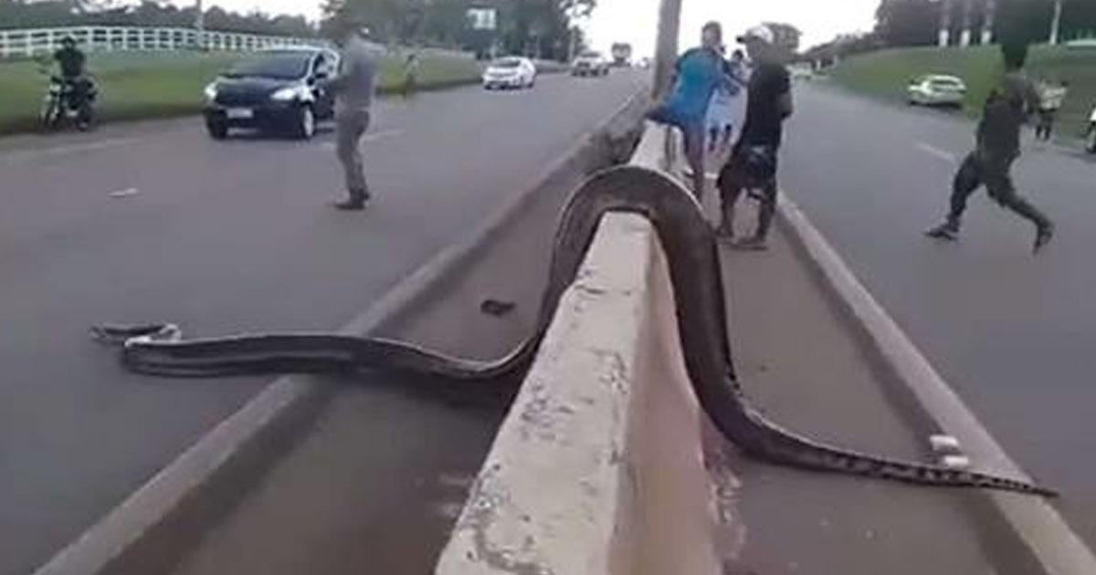Điều kỳ diệu xảy ra khi một con trăn Anaconda khổng lồ cố gắng băng qua  đường | Tin nhanh chứng khoán