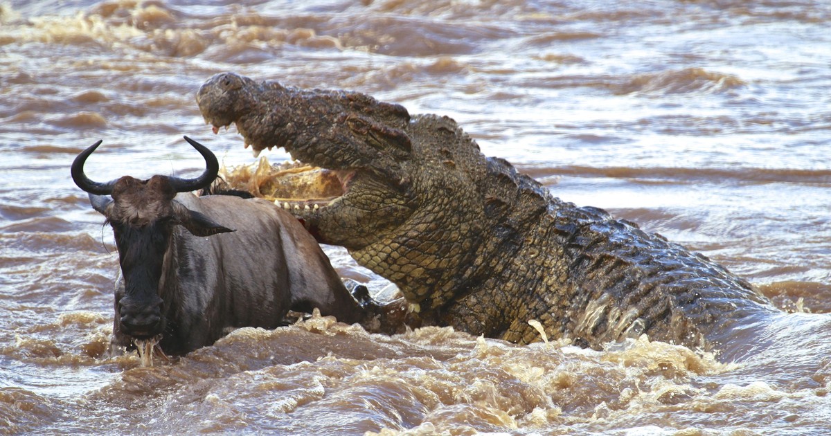 Cá sấu sông Nin khổng lồ - nỗi ác mộng của hàng triệu con linh dương đầu bò  trong mùa di cư | Tin nhanh chứng khoán