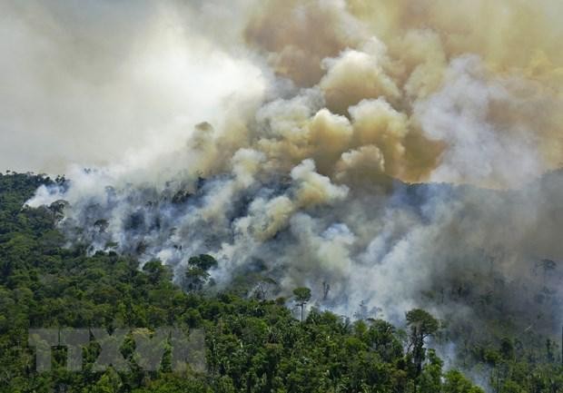 Brazil ghi nhận tháng 5 cháy rừng tồi tệ nhất trong 18 năm qua