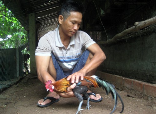 Khởi nghiệp từ mô hình chăn nuôi gà dưới tán rừng  Trang thông tin điện tử  Huyện Quan Sơn  tỉnh Thanh Hóa