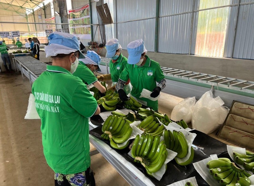 Hoàng Anh Gia Lai (HAG): Em trai Chủ tịch Đoàn Nguyên Đức đăng ký toàn ra toàn bộ 488.934 cổ phiếu