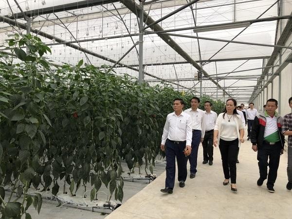 Bà Rịa Vũng Tàu chú trọng nông nghiệp công nghệ cao  Báo Người lao động
