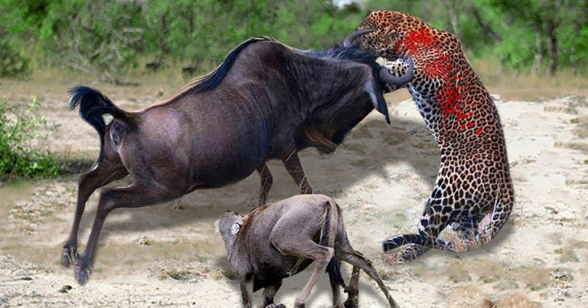 Linh dương đầu bò liều mình quyết chiến báo hoa mai giải cứu con nhỏ | Tin nhanh chứng khoán