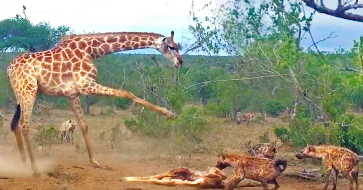 Nỗ lực không biết mệt mỏi của hươu cao cổ mẹ để giải cứu con khỏi nanh vuốt của bầy linh cẩu | Tin nhanh chứng khoán