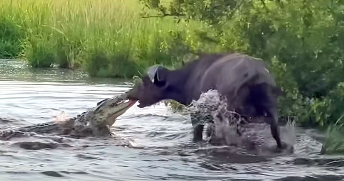 Bị cá sấu sông Nile tấn công, trâu rừng dùng "thần lực" kéo văng cả con quái thú lên bờ | Tin nhanh chứng khoán