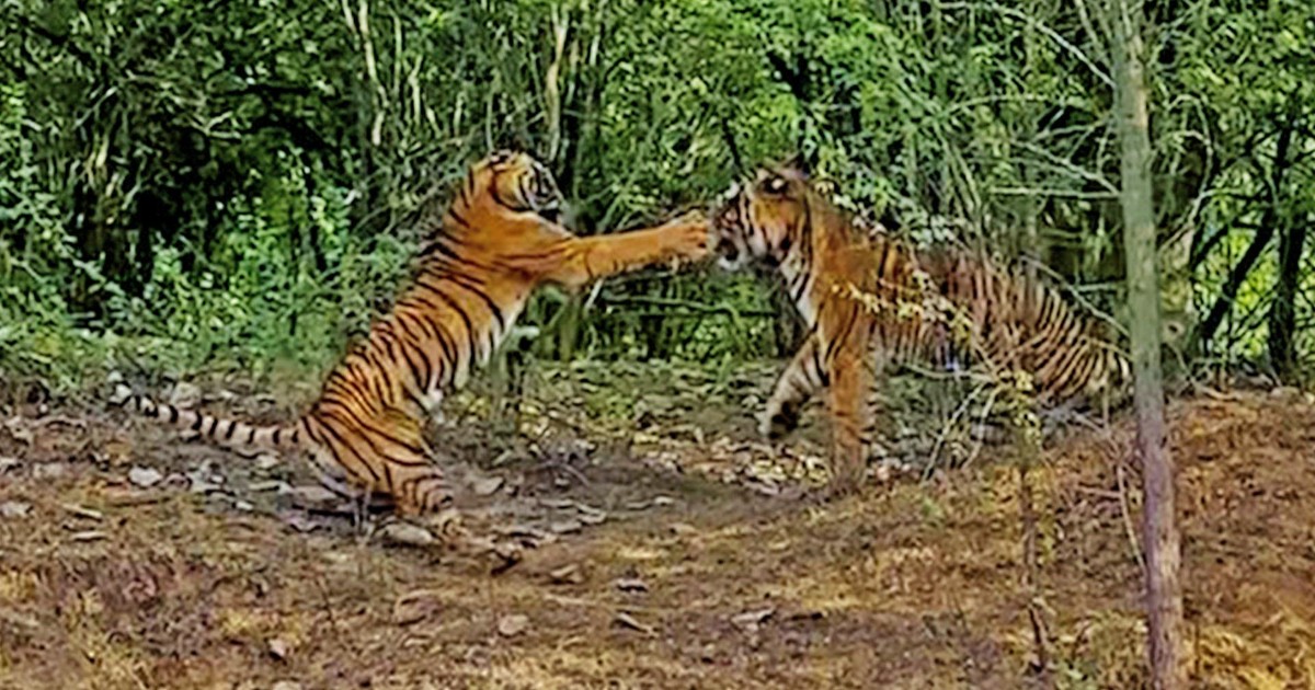 Bảo vệ đàn con, hổ cái sẵn sàng "choảng" luôn cả hổ đực | Tin nhanh chứng khoán