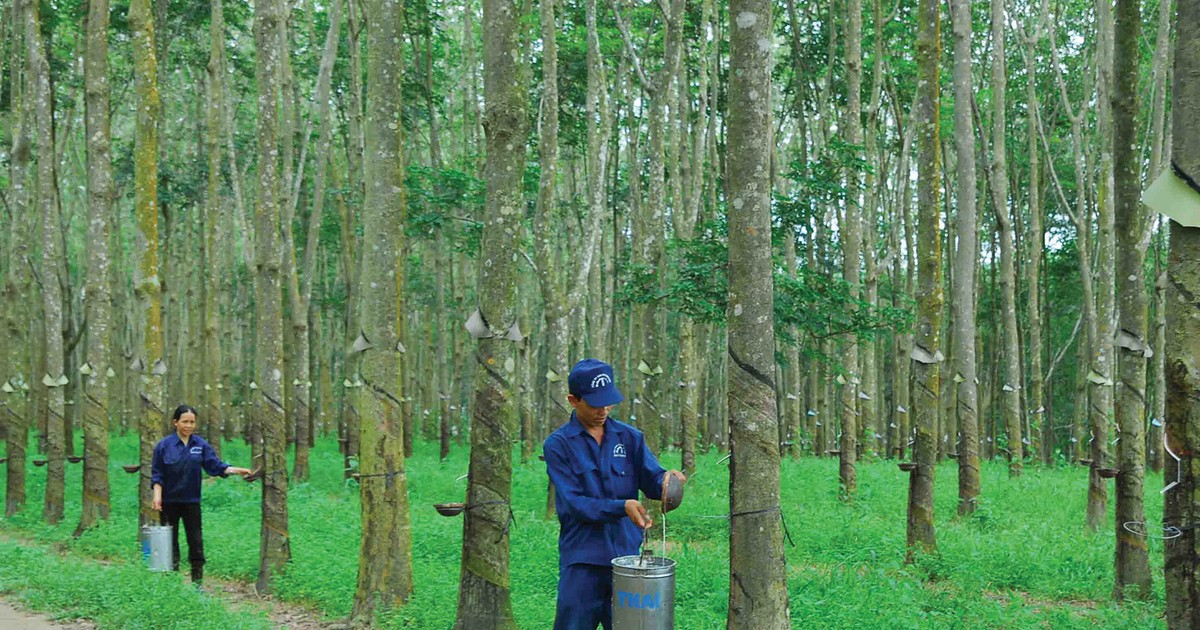 Cổ phiếu DRI “hụt hơi”