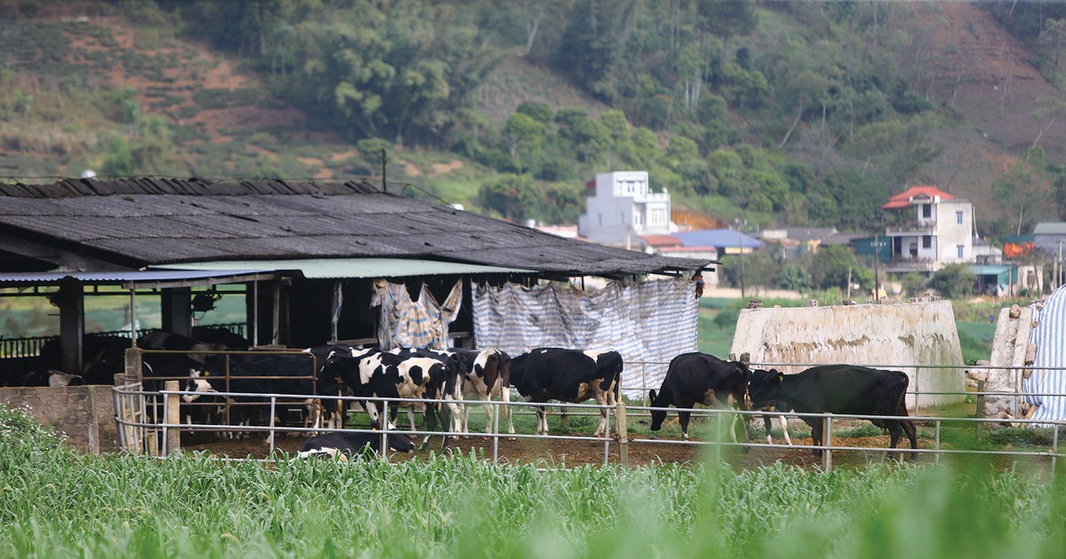 Doanh nghiệp ngành chăn nuôi “tốt lỏi”