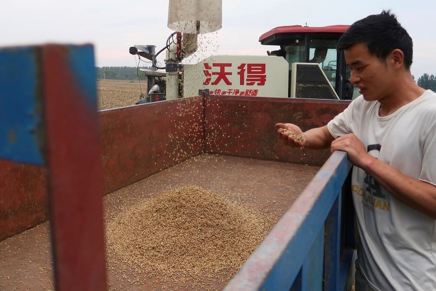 Giá lúa mì tăng do gián đoạn xuất khẩu qua Biển Đen
