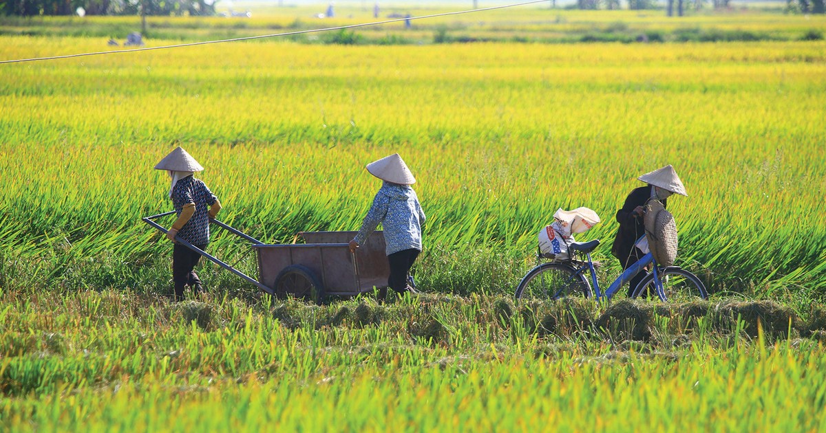 Bảo hiểm n&ocirc;ng nghiệp, nh&igrave;n lại sau si&ecirc;u b&atilde;o | Tin nhanh chứng kho&aacute;n