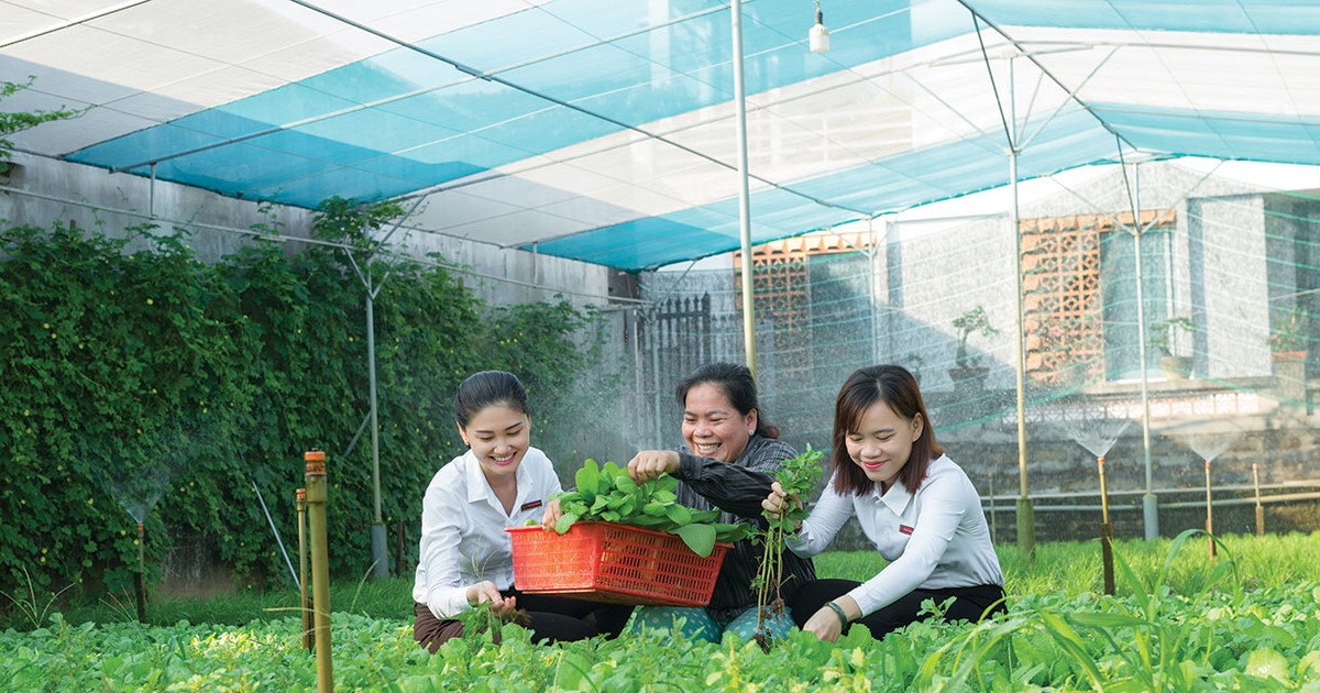 Thêm cơ chế hỗ trợ bảo hiểm nông nghiệp
