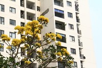 Căn hộ tầm trung tiếp tục dẫn dắt thị trường quý I/2019. Ảnh: Thành Nguyễn.