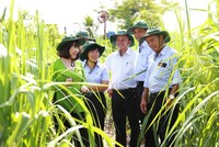 Viện Nghiên cứu Ứng dụng Kỹ thuật Nông nghiệp TTC Attapeu được thành lập sẽ là động lực mới giúp cải thiện đời sống người dân và kinh tế xã hội tại Attapeu.