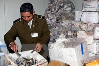 Lực lượng chức năng kiểm tra sản phẩm cá đông lạnh được nhập từ nước ngoài không rõ nguồn gốc. (Ảnh: Trần Việt/ TTXVN)