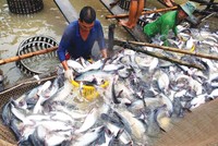 Giá cá tra nguyên liệu sẽ tăng dần vào cuối năm.