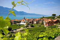 Vườn nho St Saphorin tại thung lũng Lavaux, Thụy Sĩ. Ảnh: theguardian.