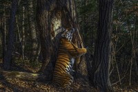 Tác phẩm "The Embrace" của tác giả Sergey Gorshkov giành giải cao nhất của cuộc thi.