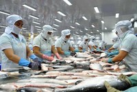 Công ngệ nuôi cá tra Việt Nam ngày càng hiện đại