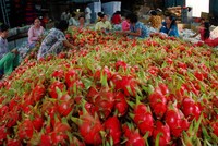 Thanh long tươi đang trở thành mặt hàng xuất khẩu chủ lực của trái cây Việt