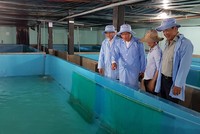 Thứ trưởng Trần Văn Tùng (thứ 2 từ trái qua) kiểm tra dự án nuôi tôm hùm trong bể Ảnh: Đức Huy
