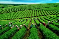 Việt Nam là nước đứng thứ 7 về sản xuất chè toàn cầu.