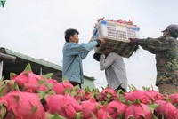 Quả thanh long và cá ba sa có thể đổ bộ vào Ấn Độ thời gian tới. (ảnh minh họa)