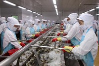 Tổn thất cho việc xuất khẩu hải sản từ Việt Nam sang EU khi bị thẻ vàng, tính trung bình có thể lên đến 10.000 Euro/container.