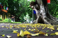 Thu Hà Nội năm nào cũng đến nhưng vẫn khiến người ta háo hức, mong chờ. Ảnh: Thành Nguyễn.