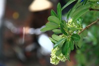 Hà Nội đang trong lúc giao mùa. Ảnh: Thành Nguyễn.