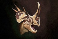 Phần đầu có cấu trúc phức tạp của loài Stellasaurus ancellae. Ảnh: Andrey Atuchin.