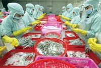 Doanh nghiệp đang đòi hỏi sức ép cải cách môi trường kinh doanh lan rộng ở tất cả các ngành, lĩnh vực . Trong ảnh: Chế biến hải sản xuất khẩu tại Công ty Bá Hải.