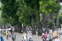 Để tổ chức xén hè đường Vành đai 2 Hà Nội phải di chuyển hơn 476 cây xanh các loại, trong đó dịch chuyển 371 cây, chặt hạ 105 cây