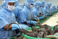 Xuất khẩu tôm Việt Nam sang Trung Quốc trong tháng 11/2019 đạt hơn 54,4 triệu USD, tăng 17,6%