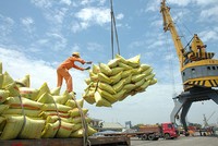 Giá gạo xuất khẩu trong năm nay đã tụt dốc rất mạnh so với năm 2018 và là nguyên nhân chính khiến giá trị đem về bị hụt hơi 300 triệu USD.