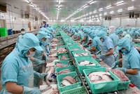 Dây chuyền chế biến phi lê cá tra xuất khẩu tại nhà máy của Công ty Cổ phần Đầu tư & Phát triển Đa Quốc gia (Tập đoàn Sao Mai) ở Cụm công nghiệp Vàm Cống, huyện Lấp Vò (Đồng Tháp). Ảnh: Vũ Sinh/TTXVN