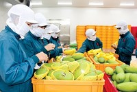 5 tháng đầu năm, Việt Nam xuất siêu gần 3,3 tỷ USD hàng nông lâm thủy sản.