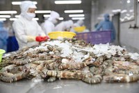 Minh Phú đặt kế hoạch doanh thu năm 2020 giảm 11% còn 15.206 tỷ đồng và lợi nhuận trước thuế 994 tỷ đồng, giảm 30% so với kế hoạch 2019.