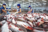 Hiệp định EVFTA có hiệu lực từ 1/8/2020 có thể sẽ là một “cú hích” cho xuất khẩu thủy sản Việt Nam trong những tháng cuối năm.