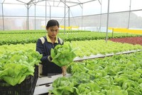 Hàn Quốc đang cần nhiều lao động thời vụ trong lĩnh vực nông nghiệp