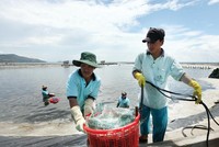 Tăng cường đầu tư vùng nuôi trồng đang là hướng đi của nhiều doanh nghiệp thủy sản. Ảnh: Đ.T