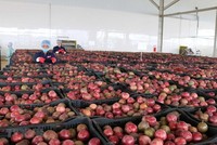 Giá trị xuất khẩu các sản phẩm rau quả của Việt Nam sang thị trường EU trong tháng đầu tiên có EVFTA ước đạt 14,7 triệu USD, tăng 25,2% so với tháng 7.