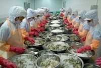 Thủy sản Minh Phú sẽ kháng cáo việc Hải quan Mỹ áp đặt thuế chống bán phá giá với tôm xuất khẩu.