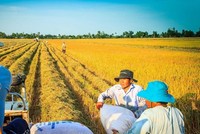 Xuất khẩu gạo của Việt Nam sang Philippines lần đầu tiên đạt hơn 1 tỷ USD vói 2,2 triệu tấn.